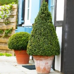 Wintergreen Boxwood Shrub -Fast-Growing-Trees Shop Boxwood Wintergreen 4