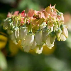 Brightwell Blueberry -Fast-Growing-Trees Shop Brightwell Blueberry 3