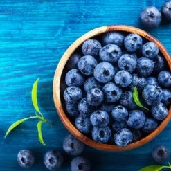 Brightwell Blueberry -Fast-Growing-Trees Shop Brightwell Blueberry 4