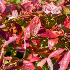 Brightwell Blueberry -Fast-Growing-Trees Shop Brightwell Blueberry 6