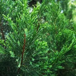 Brodie Eastern Red Cedar Tree -Fast-Growing-Trees Shop Broadie Eastern Red Cedar 1 FGT