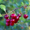 Brooks Cherry Tree -Fast-Growing-Trees Shop Brooks Cherry Tree FGT 600x600 c14f7662 057d 4ad8 bdf3 163b62195ec3