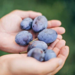 Brooks Plum Tree -Fast-Growing-Trees Shop Brooks Plum 3