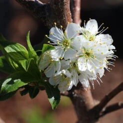 Bubblegum 'Toka' Plum Tree 10 Bubblegum 'Toka' Plum Tree -Fast-Growing-Trees Shop Bubblegum Toka Plum 4