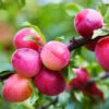 Bubblegum 'Toka' Plum Tree -Fast-Growing-Trees Shop Bubblegum Toka Plum 600x600 3fd2eab2 a788 4765 814b 781f19339254