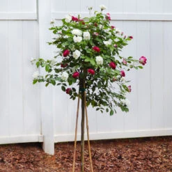 Burgundy Iceberg And Iceberg Two-fer® Rose Tree -Fast-Growing-Trees Shop Burgandy Iceburg ROse Tree 4