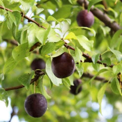 Burgundy Plum Tree -Fast-Growing-Trees Shop Burgundy Plum 1