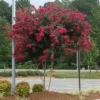 Cherokee Crape Myrtle -Fast-Growing-Trees Shop CHEROKEE CRAPE MYRTLE 350 THUMBNAIL FGT