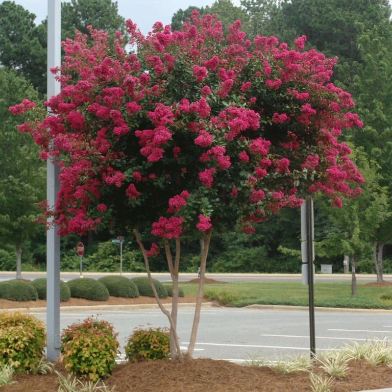Cherokee Crape Myrtle 4 Cherokee Crape Myrtle - Image 2