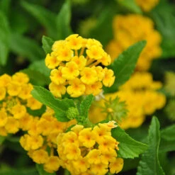Chapel Hill Yellow Lantana -Fast-Growing-Trees Shop CHapel Hill gold lantana 1