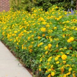 New Gold Lantana -Fast-Growing-Trees Shop CHapel Hill gold lantana 4