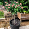 Cherish Rose Tree -Fast-Growing-Trees Shop CHerish Rose Tree 600x600 b551c3a5 d832 4cbe 9cbe 9626314e8eca
