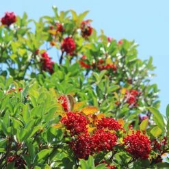 Chindo Sweet Viburnum Shrub -Fast-Growing-Trees Shop CHindo Viburnum 1