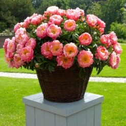 Coral Charm Peony -Fast-Growing-Trees Shop COral Charm Peony 1