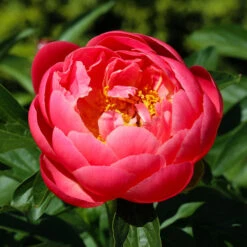 Coral Charm Peony -Fast-Growing-Trees Shop COral Charm Peony 3 FGT