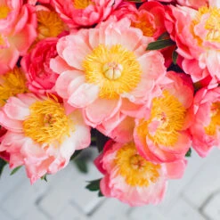 Coral Charm Peony -Fast-Growing-Trees Shop COral Charm Peony 6 FGT