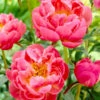 Coral Charm Peony 1 Coral Charm Peony -Fast-Growing-Trees Shop COral Charm Peony FGT 600x600 9d352988 e368 44f2 9b5e a7e1f35c0e88