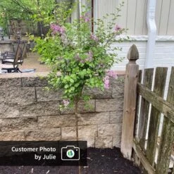 Dwarf Korean Lilac Tree -Fast-Growing-Trees Shop CPB DwarfKoreanLilacTree Julie ugc test