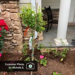 Dwarf Korean Lilac Tree -Fast-Growing-Trees Shop CPB DwarfKoreanLilacTree MicheleS ugc test