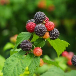 Cumberland Black Raspberry - USDA Organic 10 Cumberland Black Raspberry - USDA Organic -Fast-Growing-Trees Shop CUmberland Black RAspberry 1 FGT e255f3ce a3d5 41e6 b284 ffd98b9d3b34