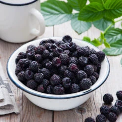 Cumberland Black Raspberry - USDA Organic 9 Cumberland Black Raspberry - USDA Organic -Fast-Growing-Trees Shop CUmberland Black RAspberry 4 FGT 106ac158 fa5e 47e5 88d1 c678909f6c53