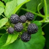 Cumberland Black Raspberry - USDA Organic 2 Cumberland Black Raspberry - USDA Organic -Fast-Growing-Trees Shop CUmberland Black RAspberry FGT 600x600 f44fb0ec 58e7 4e5a 852b 12bec7d932ce