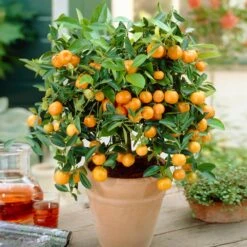 Calamondin Bush -Fast-Growing-Trees Shop Calamondin Bush 1