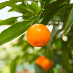 California Honey Mandarin Tree 9 California Honey Mandarin Tree -Fast-Growing-Trees Shop California Mandarin 3