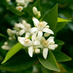 California Honey Mandarin Tree 11 California Honey Mandarin Tree -Fast-Growing-Trees Shop California Mandarin 7