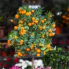 California Honey Mandarin Tree -Fast-Growing-Trees Shop California Mandarin FGT 600x600 916c5935 1e01 4487 a634 987a74a0da2b