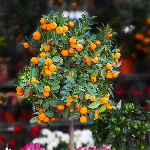 California Honey Mandarin Tree 3 California Honey Mandarin Tree