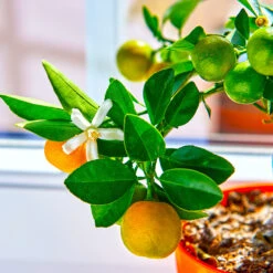 Calamondin Tree -Fast-Growing-Trees Shop Calomondin 5