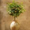 Calamondin Tree 1 Calamondin Tree -Fast-Growing-Trees Shop Calomondin FGT 600x600 8e4bb22d aef4 4510 82ce b17f3afc6e09