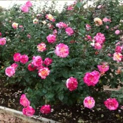 Camille Pissarro™ Rose 7 Camille Pissarro™ Rose -Fast-Growing-Trees Shop Camille Pissarro 3