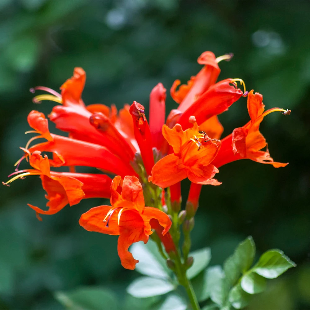 Cape Honeysuckle 4 Cape Honeysuckle - Image 2
