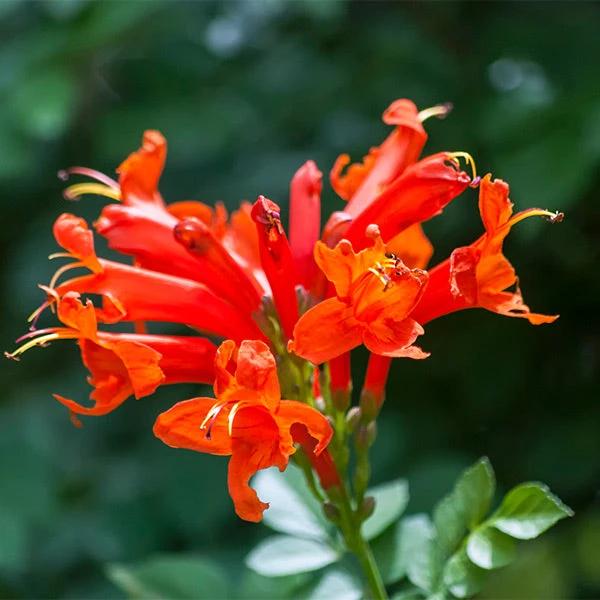 Cape Honeysuckle 3 Cape Honeysuckle