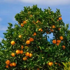 Cara Cara Orange Tree -Fast-Growing-Trees Shop Cara Cara Orange 2 FGT dc560c10 c563 465d 99ed 27f9be420ec1
