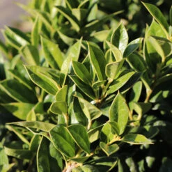 Carissa Holly -Fast-Growing-Trees Shop Carissa Holly 2