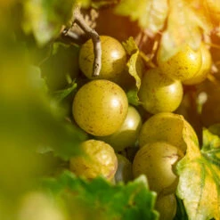 Carlos Muscadine Grape -Fast-Growing-Trees Shop Carlos Muscadine 1 FGT