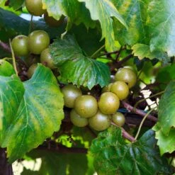 Carlos Muscadine Grape -Fast-Growing-Trees Shop Carlos Muscadine 5 FGT