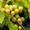 Carlos Muscadine Grape -Fast-Growing-Trees Shop Carlos Muscadine FGT 600x600 d0f3fb58 24bb 45cc b053 b6141d03812a
