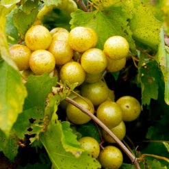 Carlos Muscadine Grape