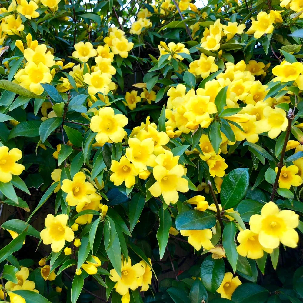 Carolina Jasmine 5 Carolina Jasmine - Image 3