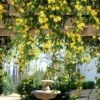 Carolina Jasmine 2 Carolina Jasmine -Fast-Growing-Trees Shop Carolina Jessamine Yellow Jasmine FGT 600x600 2df64fae 9c59 438a a269 396ce4c7b66d