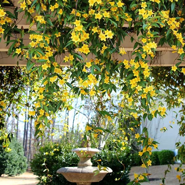 Carolina Jasmine 3 Carolina Jasmine