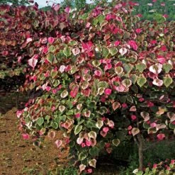 Carolina Sweetheart® Redbud 9 Carolina Sweetheart® Redbud -Fast-Growing-Trees Shop Carolina Sweetheart Redbud 1