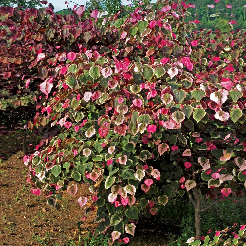 Carolina Sweetheart® Redbud 5 Carolina Sweetheart® Redbud - Image 3