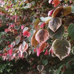Carolina Sweetheart® Redbud