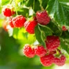 Caroline Raspberry Bush -Fast-Growing-Trees Shop Caroline Raspberry 600x600 838321a4 eaeb 42c3 bd45 b480224be29f