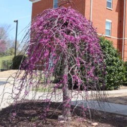 Cascading Hearts Redbud Tree 9 Cascading Hearts Redbud Tree -Fast-Growing-Trees Shop CascadingHEarts Redbud 4